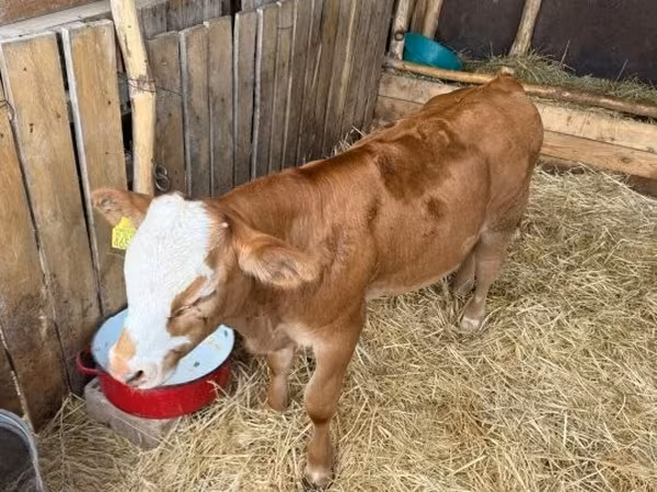 Bull, Simmental cattle — Hungary