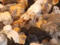 Ayam Cemani — 4. fotó