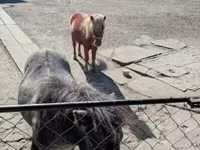 Mare, Horses — photo 3