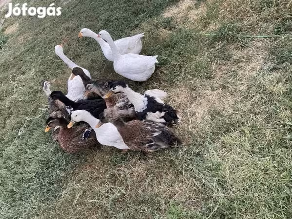 Ducks