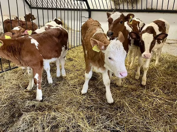 Kuh, Simmental cattle