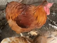 Chickens — 照片 1