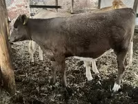 Tehén, Charolais cattle — 3. fotó
