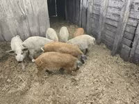 母猪, Мангалица — 照片 1