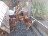 Chickens — zdjęcie 2