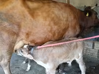 Tehén, Red Estonian cattle — 4. fotó