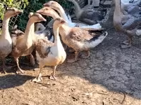 Geese — الصورة 4