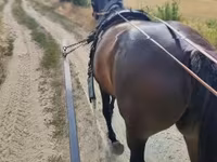 母马, Nonius horse — 照片 3