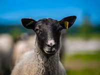 Kos, Romanov sheep — 1. fotó