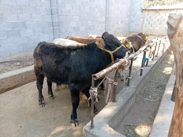 Bulle, Swiss cattle