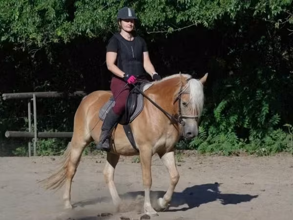 Jument, Haflinger