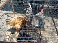डेनिश हेन — फ़ोटो 4