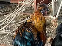 Chickens — फ़ोटो 3
