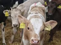 Byk, Simmental cattle — zdjęcie 4