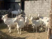 Nőstény kecske, Saanen goat — 2. fotó