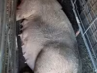 母猪, Pigs — 照片 3