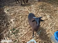 Ram, Cameroon sheep — photo 2
