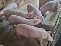 公猪, Pigs — 照片 4