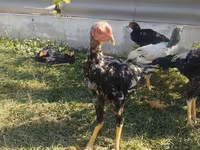 Chickens — 1. fotó