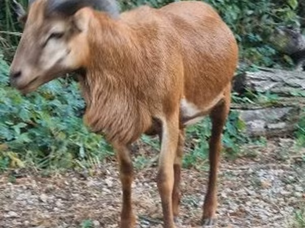 Kos, Cameroon sheep — Magyarország