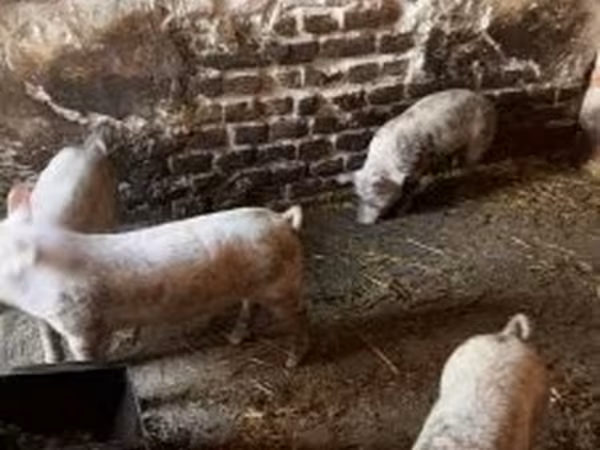 猪（批次，未指定性别）, Pigs