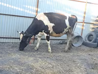 Vaca, Raça Holstein — foto 5