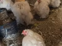 Chickens — 照片 2