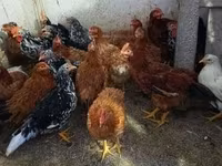 Chickens — photo 1