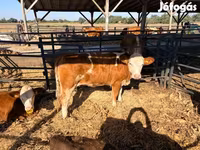 Kuh, Simmental cattle — Foto 5