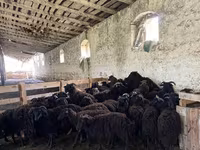 Ovce, Romanov sheep — foto 3