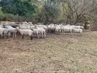 Juh, Baerchuke sheep — 3. fotó