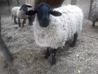 公羊, White Suffolk sheep — 照片 1