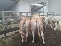 Tehén, Blonde d’Aquitane cattle — 1. fotó