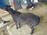 Ram, Sheep — photo 5