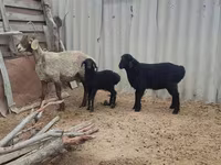 Juh, Arashan sheep — 6. fotó