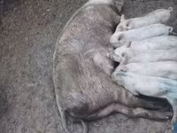 Säue, Schweine — Foto 3