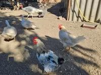 Chickens — 4-сурет