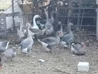 Geese — 1-сурет