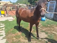 母马, Horses — 照片 5