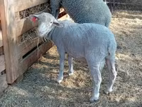 公羊, Merino sheep — 照片 2