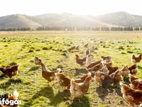Chickens — 照片 7