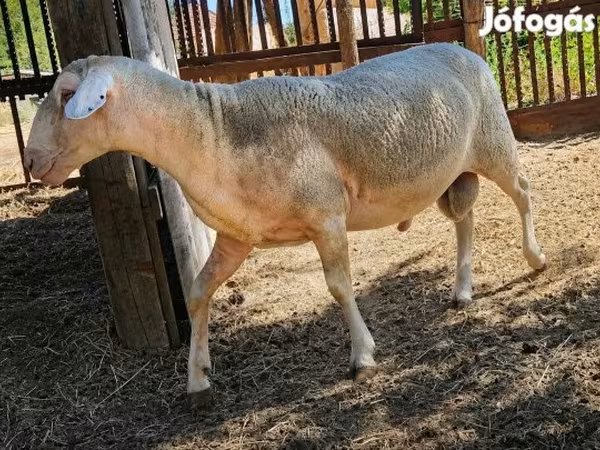 Ram, Sheep — Hungary
