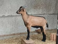 Bak, Alpine goat — 3. fotó