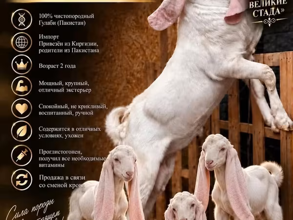 Cabro, Gulabi goats
