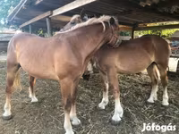 Caballo, Caballos — foto 1