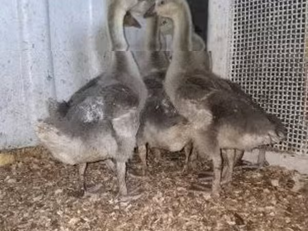 Geese