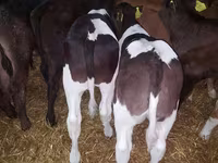 Bovinos (lote, sexo no especificado), Simmental cattle — foto 5