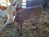 母牛, Cattle — 照片 2