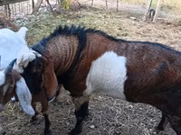 Теке, Nubian Goat — 5-сурет