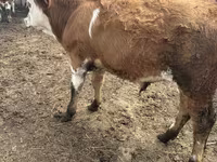 Bulle, Simmental cattle — Foto 4